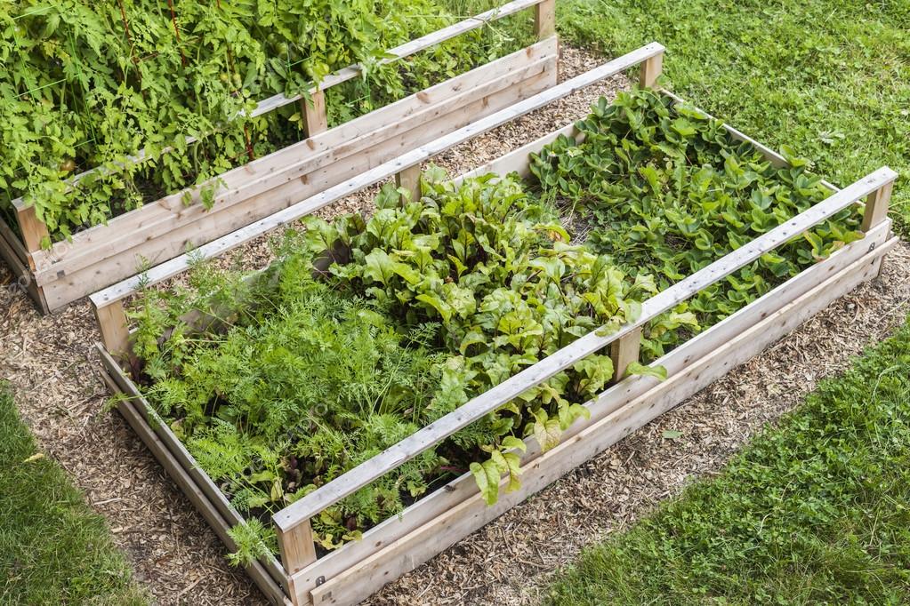 Carrés de potager avec tomates